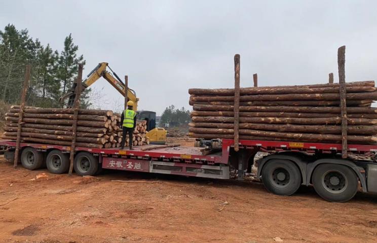 松木樁和杉木樁哪個更適合打木樁？兩者區別有哪些？